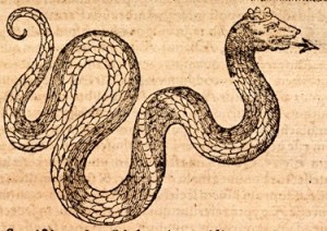 Basilisk, Gesner, Historiae Animalium